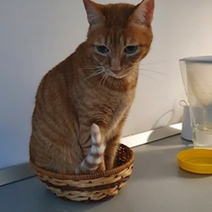 Sitting at owner cat in Cluj-Napoca pet sitting request