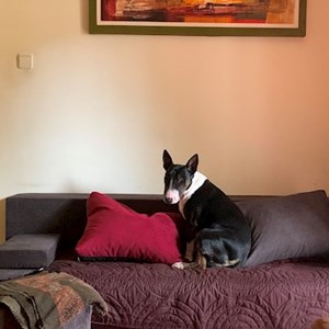 Plimbări caine in Cluj-Napoca cerere pet sitting