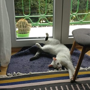 Vizite pisica in Cluj-Napoca cerere pet sitting