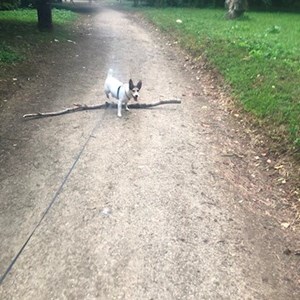 O vizita caine in Voluntari cerere pet sitting