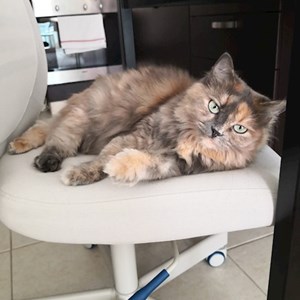Visits cat in București pet sitting request