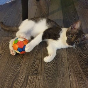 Cazare pisica in București cerere pet sitting