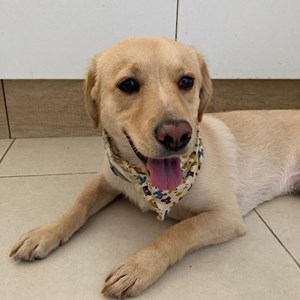 Szállás kutya -ban Chiajna kisállatszitting kérés