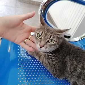 Szállás cica -ban Bucureşti kisállatszitting kérés