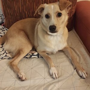 O vizita caine in București cerere pet sitting