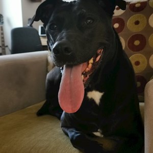 Szállás kutya -ban Voluntari kisállatszitting kérés