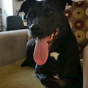 Boarding dog in Voluntari pet sitting request