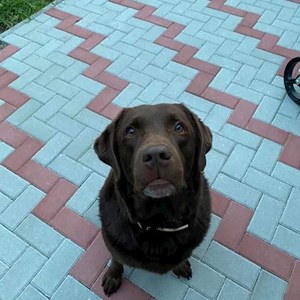 Cazare caine in București cerere pet sitting