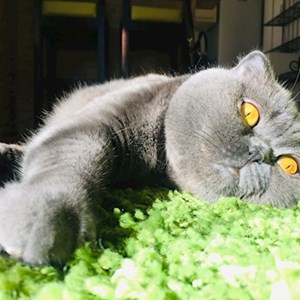 Sitting at owner cats in Cluj-Napoca pet sitting request