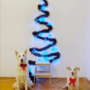 Walks dogs in București pet sitting request