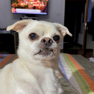 Szállás kutya -ban Otopeni kisállatszitting kérés