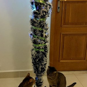 O vizita pisici in București cerere pet sitting