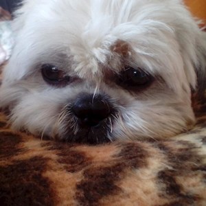 Szállás kutya -ban Marosvásárhely kisállatszitting kérés