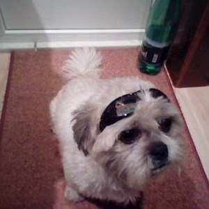 Szállás kutya -ban Marosvásárhely kisállatszitting kérés