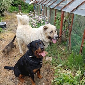 Cazare caine in București cerere pet sitting