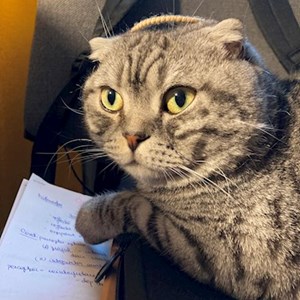 Visits cat in  pet sitting request
