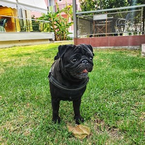 Plimbări caine in București cerere pet sitting