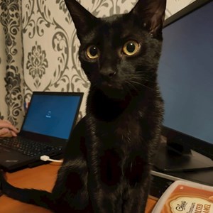 Boarding cat in București pet sitting request