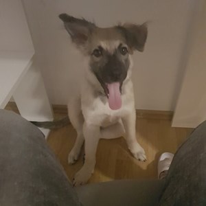 Cazare caine in București cerere pet sitting