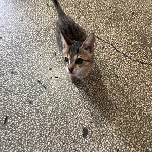 Szállás cicák -ban Bucureşti kisállatszitting kérés