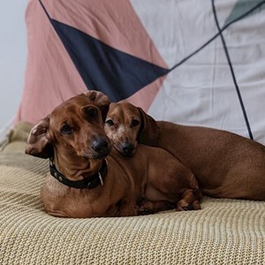 Sitting la stăpân câini in Cluj-Napoca cerere pet sitting