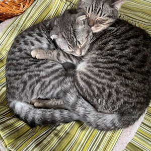 Szállás cicák -ban Ваља Аданка kisállatszitting kérés