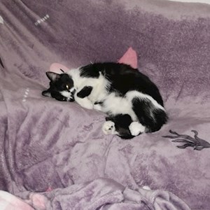 Cazare pisica in Cluj-Napoca cerere pet sitting