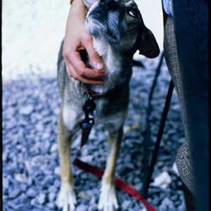 Szállás kutya -ban Cluj-Napoca kisállatszitting kérés