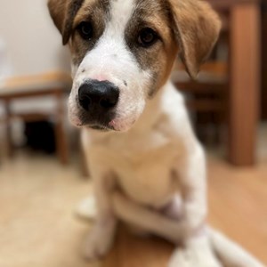 Szállás kutya -ban Florești kisállatszitting kérés