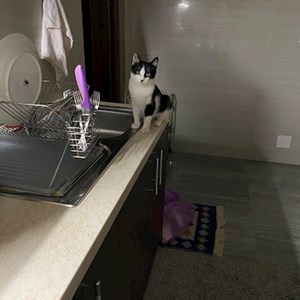 Cazare pisica in Târgu Mureș cerere pet sitting