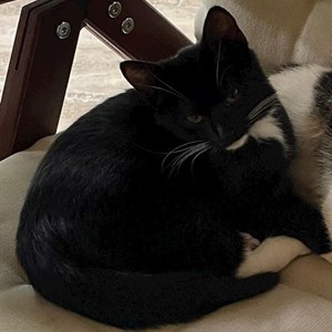 Boarding cat in Bucureşti pet sitting request