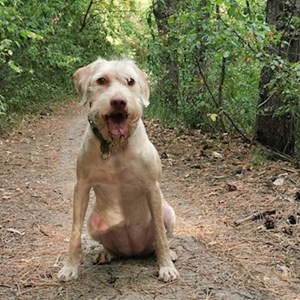 Cazare caine in Cluj-Napoca cerere pet sitting