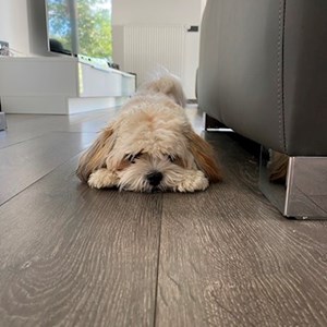 Cazare caine in Baciu cerere pet sitting