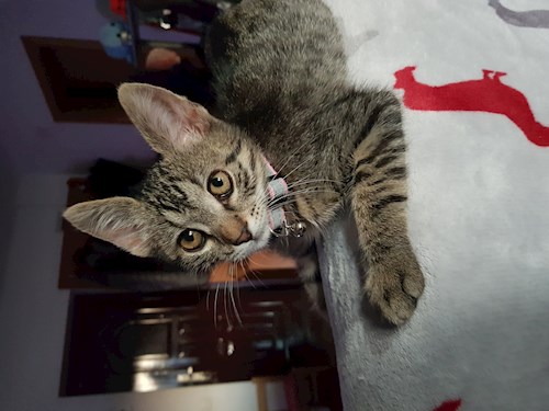 Cereri publice de pet sitting
