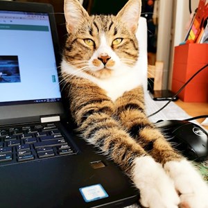 Cazare pisica in Cluj-Napoca cerere pet sitting