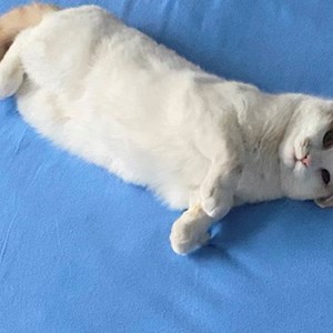 Cazare pisica in Cluj-Napoca cerere pet sitting