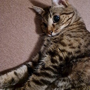 Cazare pisica in București cerere pet sitting