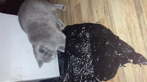 Claudia- petsitter București vagy Állat szitter a 