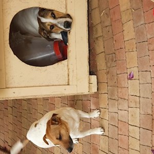 Violeta- petsitter Otopeni or Pet nanny for Dogs 