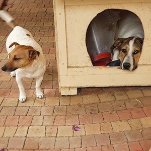 Egy látogatás kutyák -ban Otopeni kisállatszitting kérés