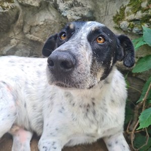 Kutyasétáltatás kutya -ban Cluj-Napoca kisállatszitting kérés