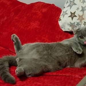 Cazare pisica in București cerere pet sitting