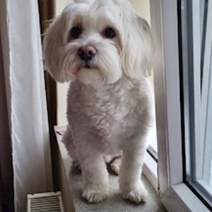 Cazare caine in Cluj-Napoca cerere pet sitting