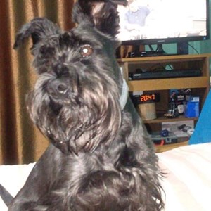 Cazare caine in Cluj-Napoca cerere pet sitting