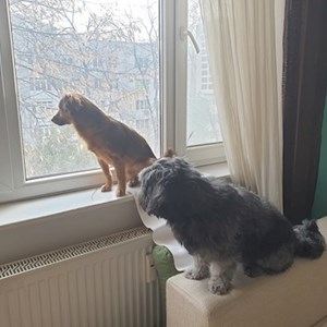 Szállás kutyák -ban Bucureşti kisállatszitting kérés