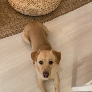 Boarding dog in Chiajna pet sitting request