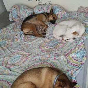 Sonia- petsitter București sau Bonă pentru animale pentru Câini 