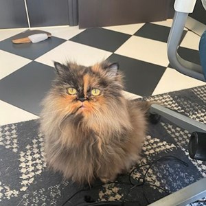 Cazare pisica in București cerere pet sitting