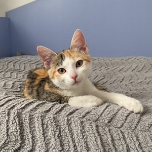 Cazare pisica in Cluj-Napoca cerere pet sitting