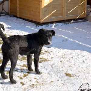 Szállás kutya -ban Baciu kisállatszitting kérés